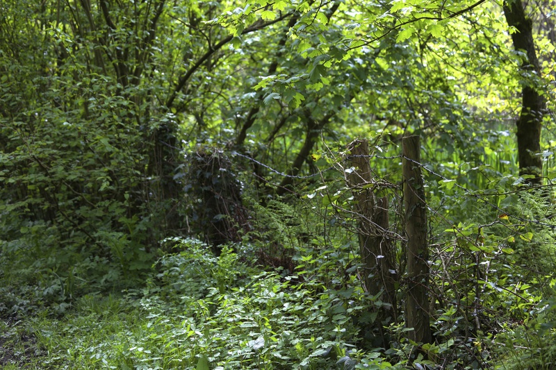 May - Fence Posts