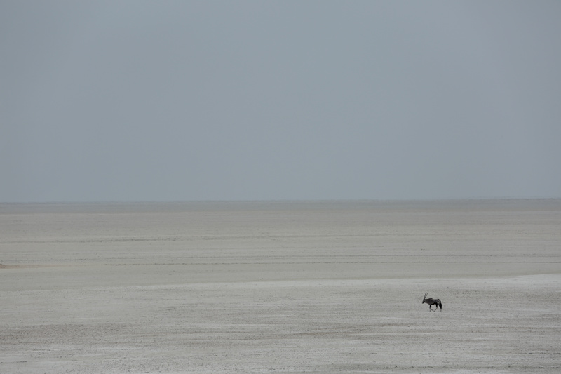 Oryx in the Etosha Pan - Namibian Wildlife
