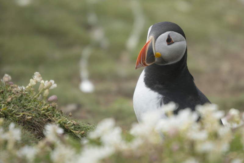 Puffin 5 - Puffins and Friends