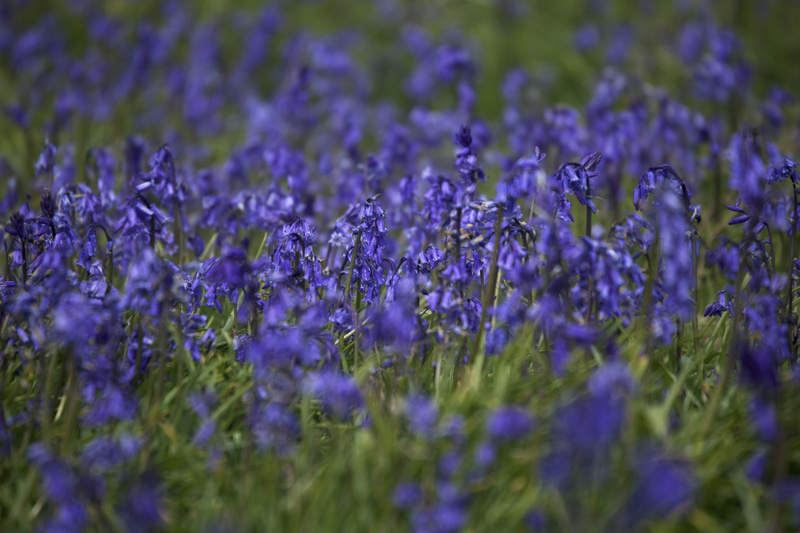 Bluebells - Puffins and Friends