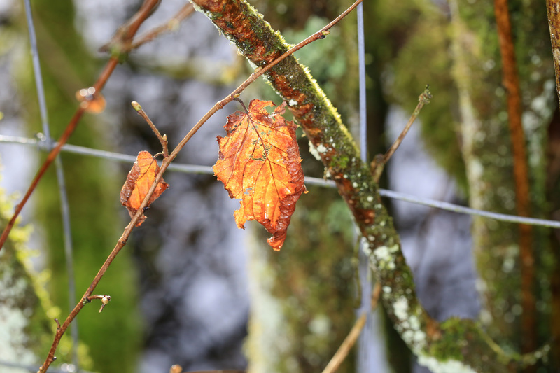 Winter Leaf - Urban Sanctuary