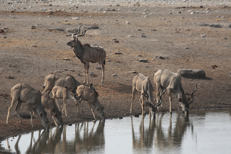 At the Waterhole 2 - Namibian Wildlife