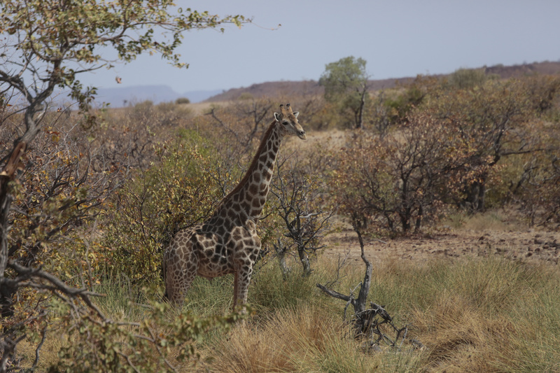 Stately Giraffe - Namibian Wildlife