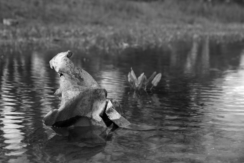 Mimicry of Nature - Unloved Cardiff