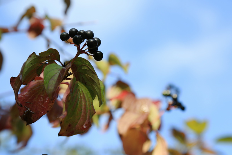 Berry 1 - Urban Sanctuary