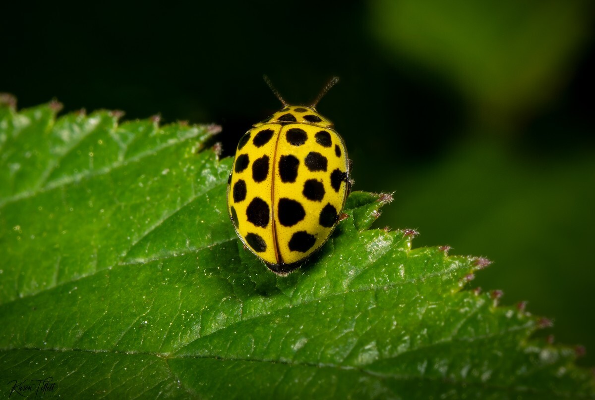  - Natures Macro Wonders