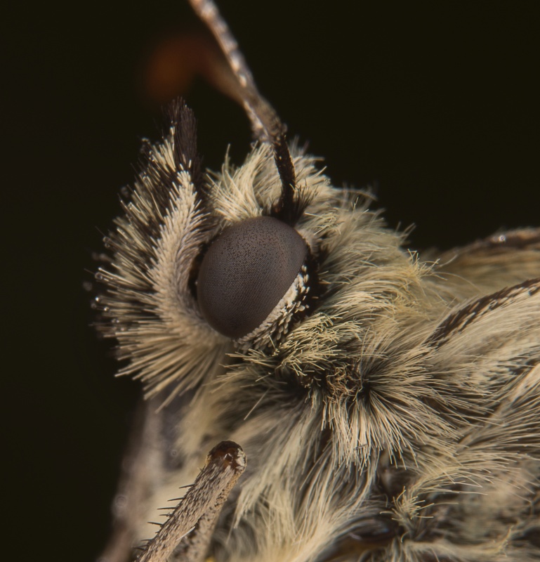 M57 - Natures Macro Wonders