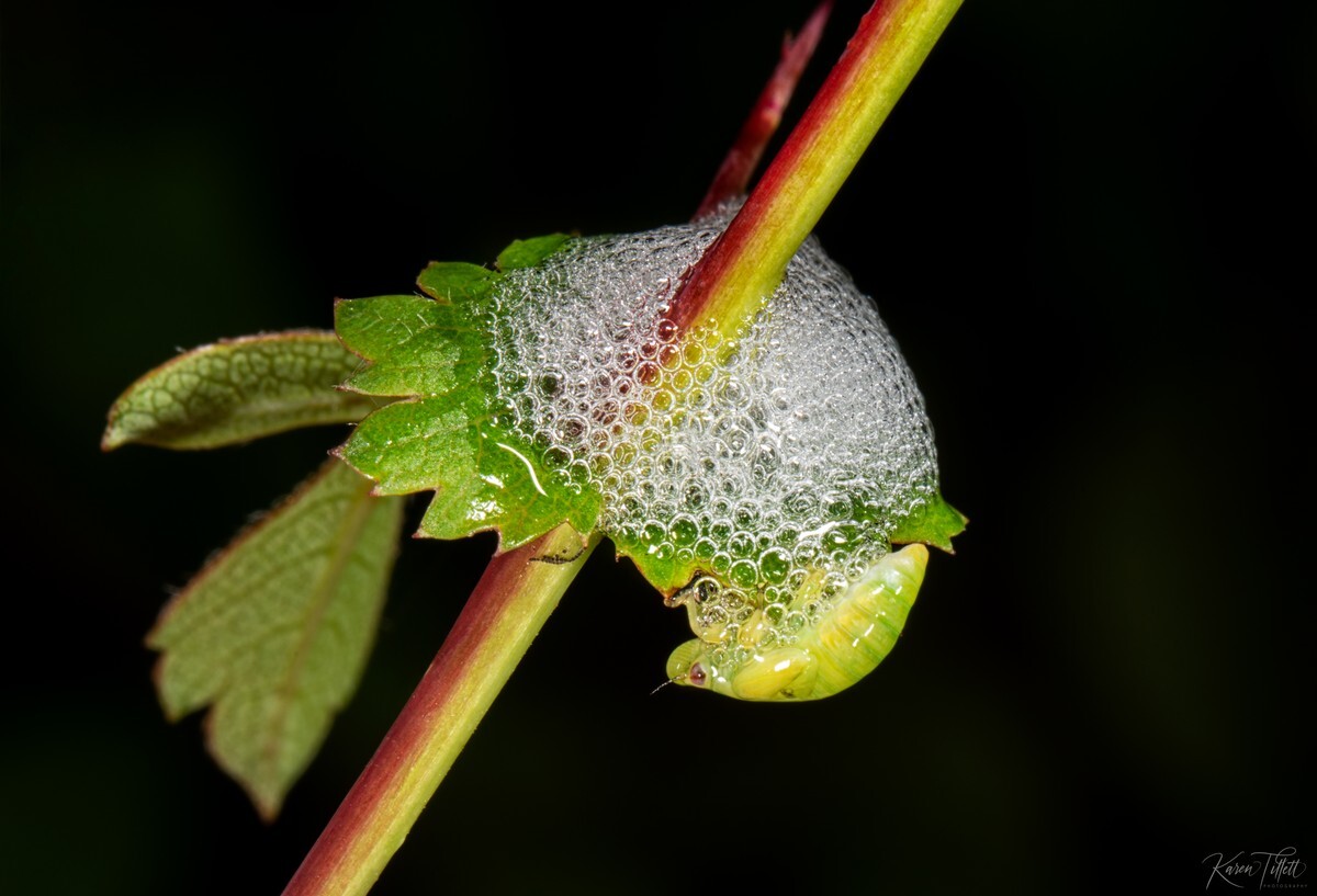  - Natures Macro Wonders