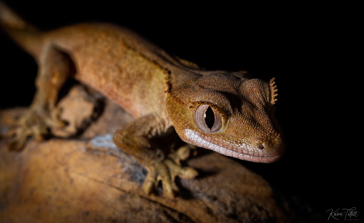  - Reptile Pets