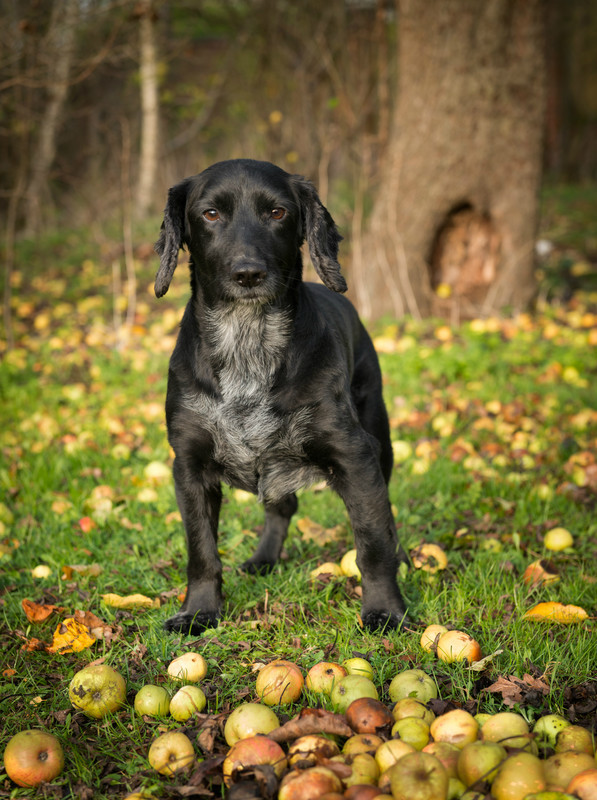 Marley 2 - Pet Portraits (Outside)