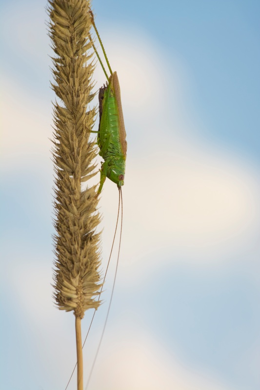 M4 - Natures Macro Wonders