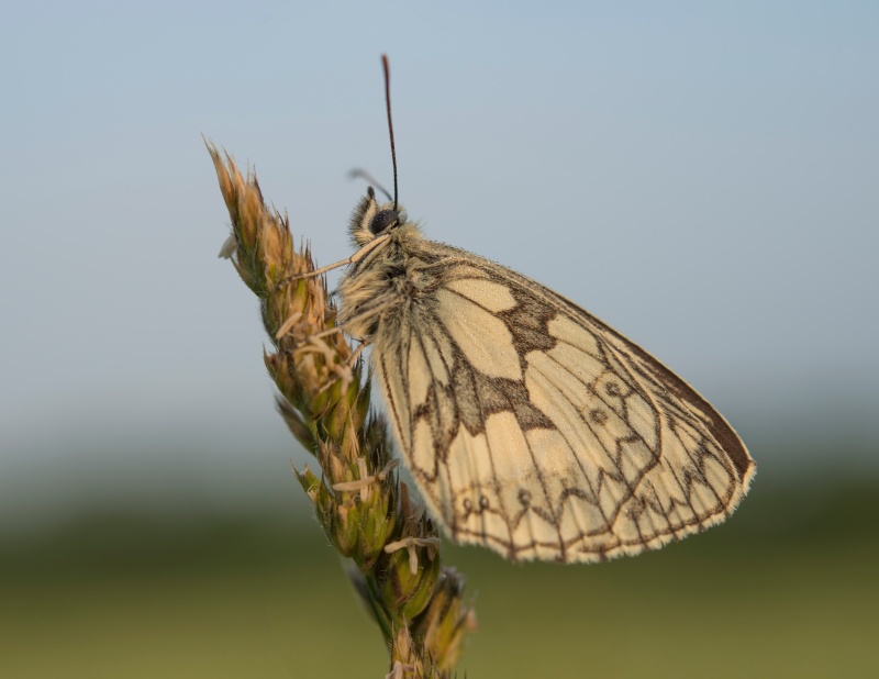 M55 - Natures Macro Wonders