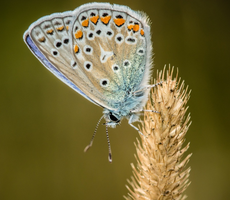 M8 - Natures Macro Wonders