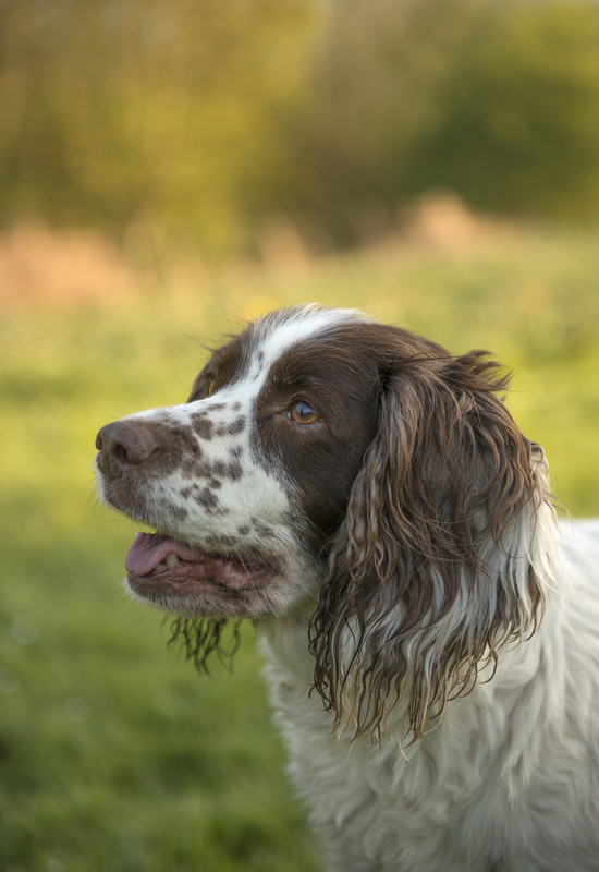 Molly - Pet Portraits (Outside)