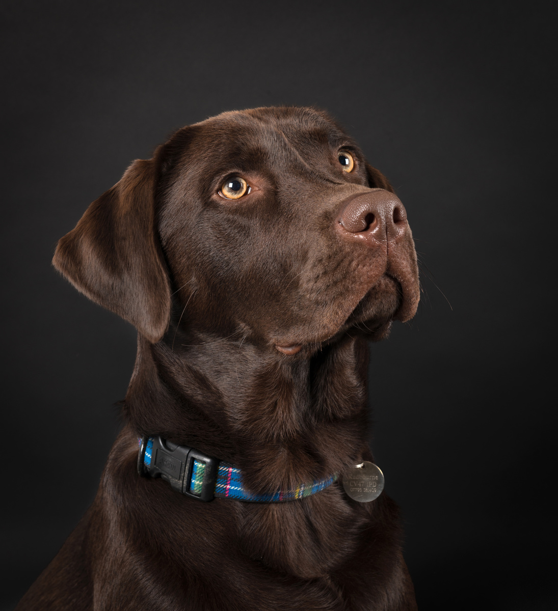 Alfie (Choc Lab) 2 - Dogs