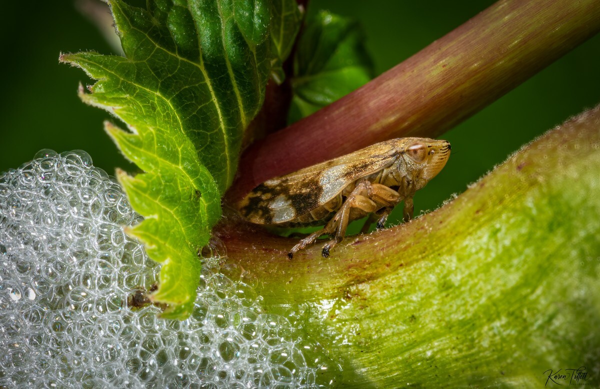  - Natures Macro Wonders