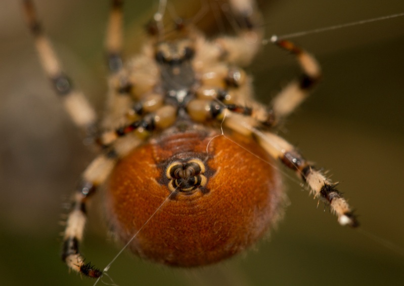 M6 - Natures Macro Wonders