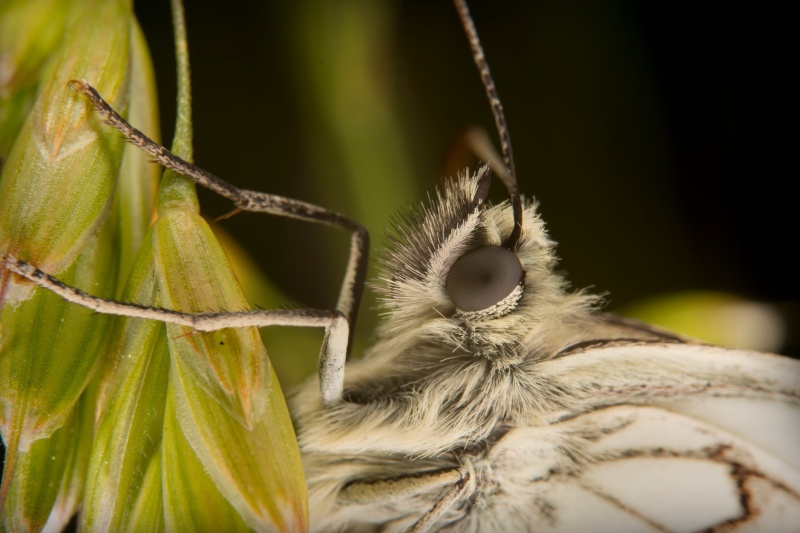 M52 - Natures Macro Wonders
