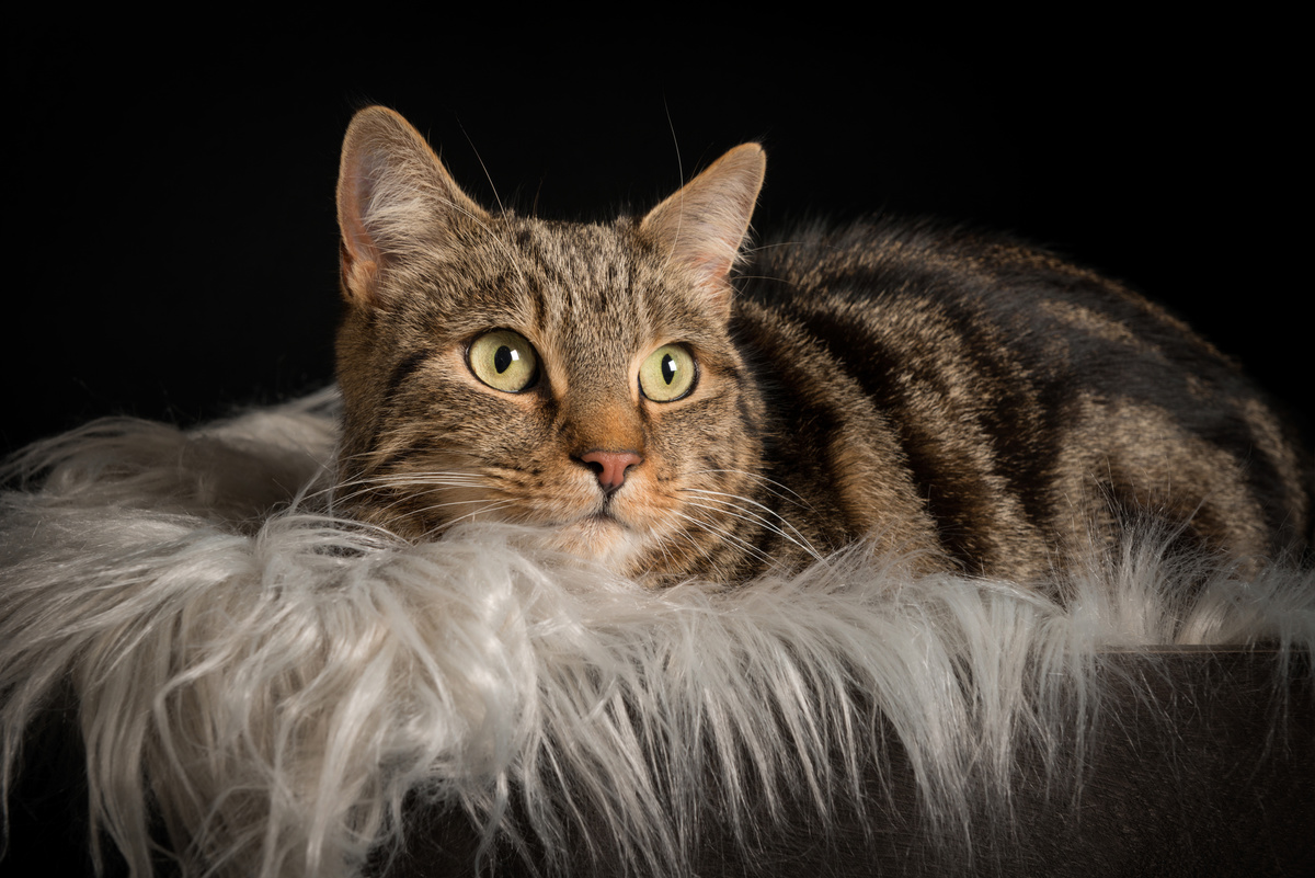 Rio - Cats