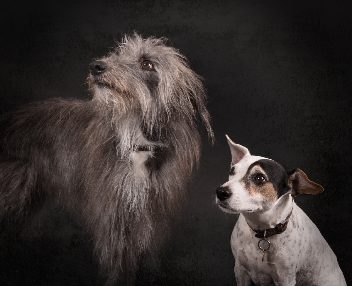 Ollie and Alfie - Dogs