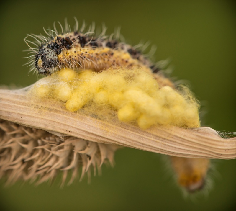 M3 - Natures Macro Wonders