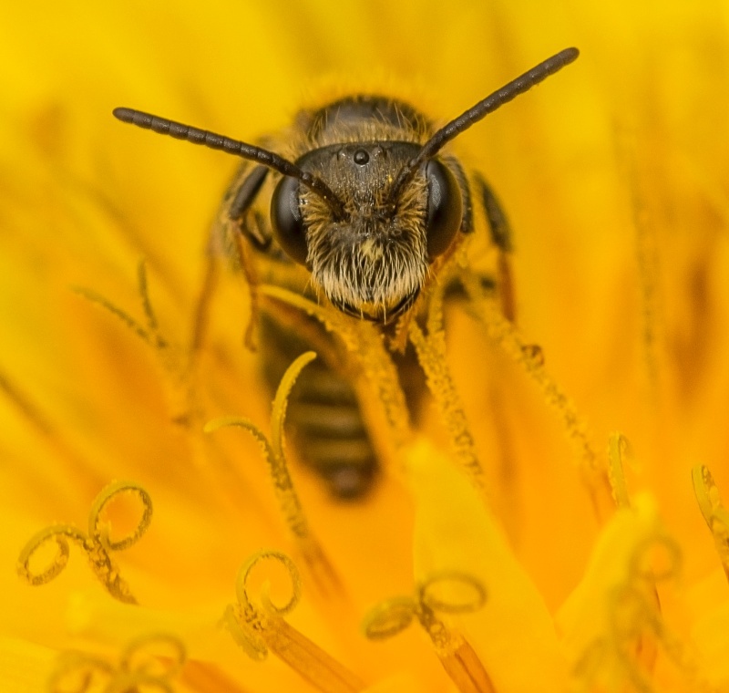 M1 - Natures Macro Wonders