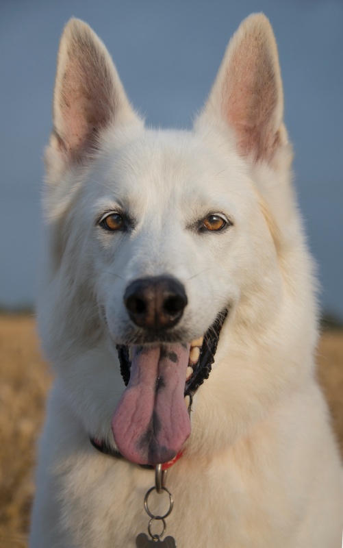 Diesel - Pet Portraits (Outside)