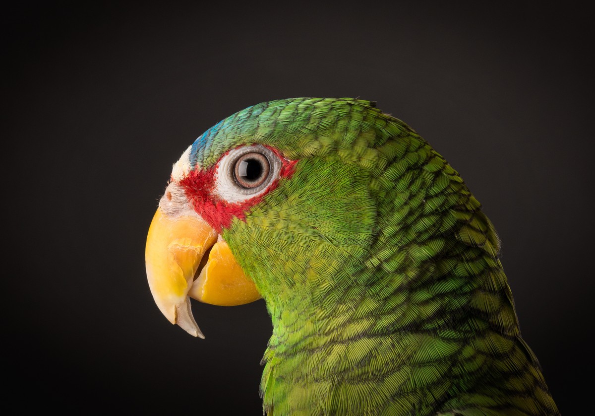 Freddie - Pet Birds