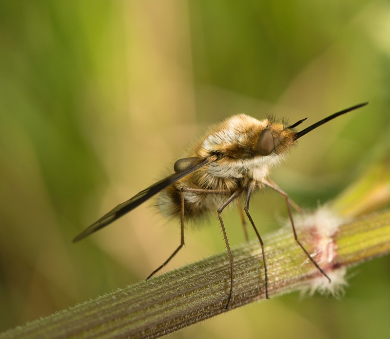 M43 - Natures Macro Wonders