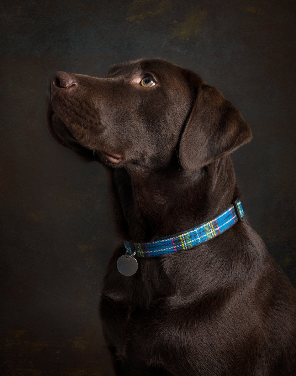 Alfie (Choc Lab) - Dogs