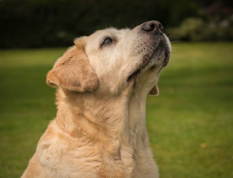 Bud 2 - Pet Portraits (Outside)