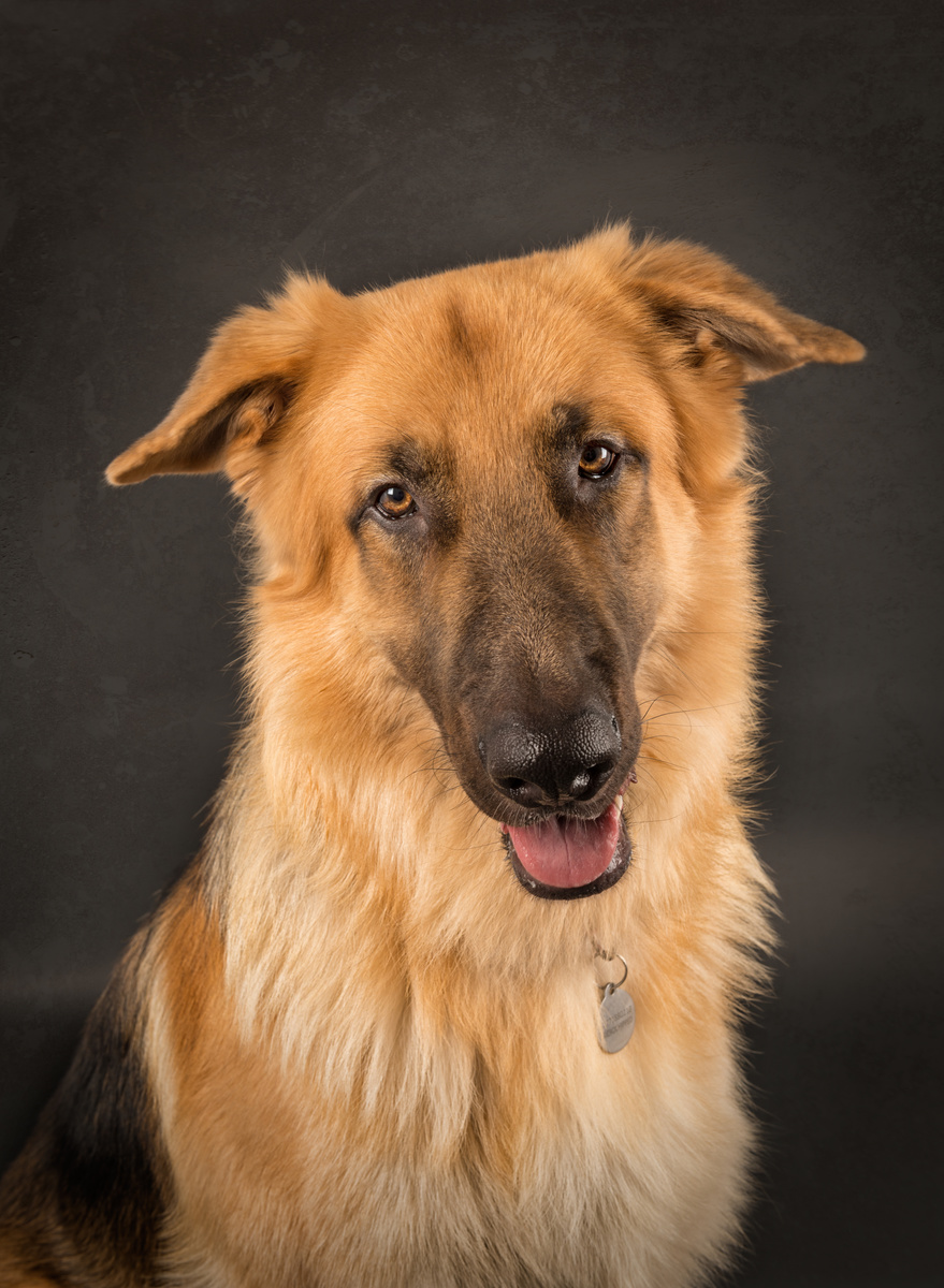 Kaiser - Dogs