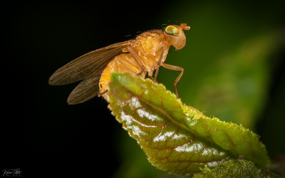  - Natures Macro Wonders