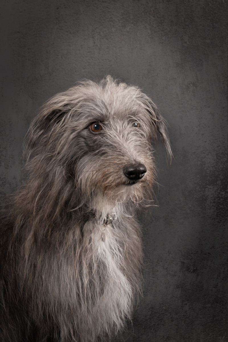 Alfie - Dogs