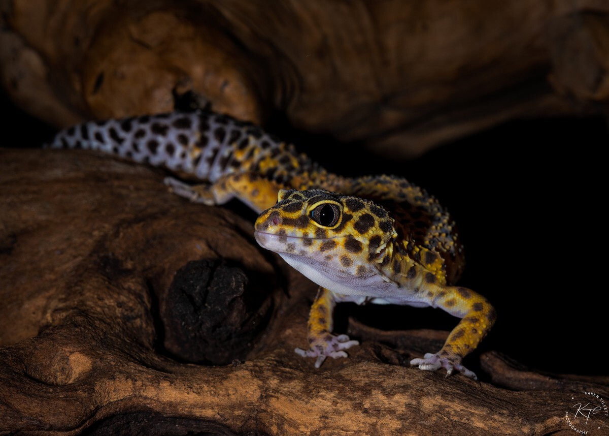  - Reptile Pets