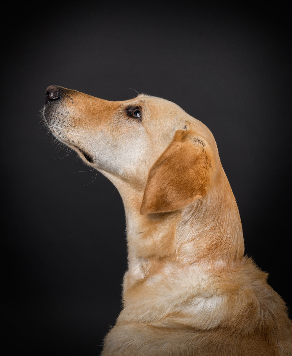 Stevie - Dogs