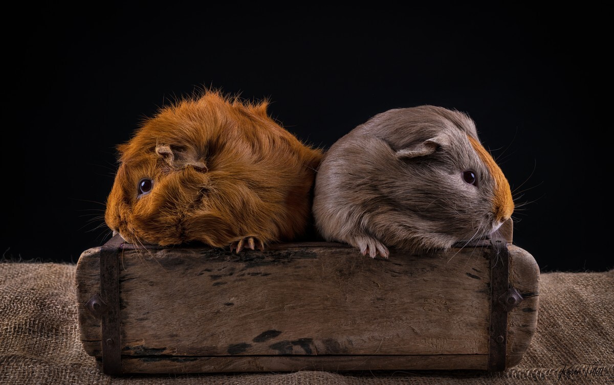  - Studio Pet Portraits