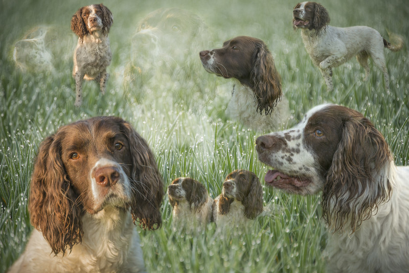 Mack And Molly Montage - Pet Portraits (Outside)