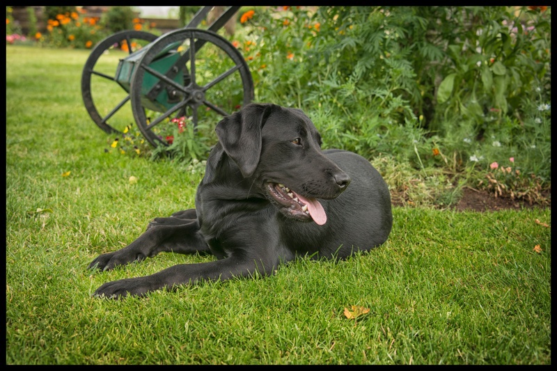 Bailey - Pet Portraits (Outside)