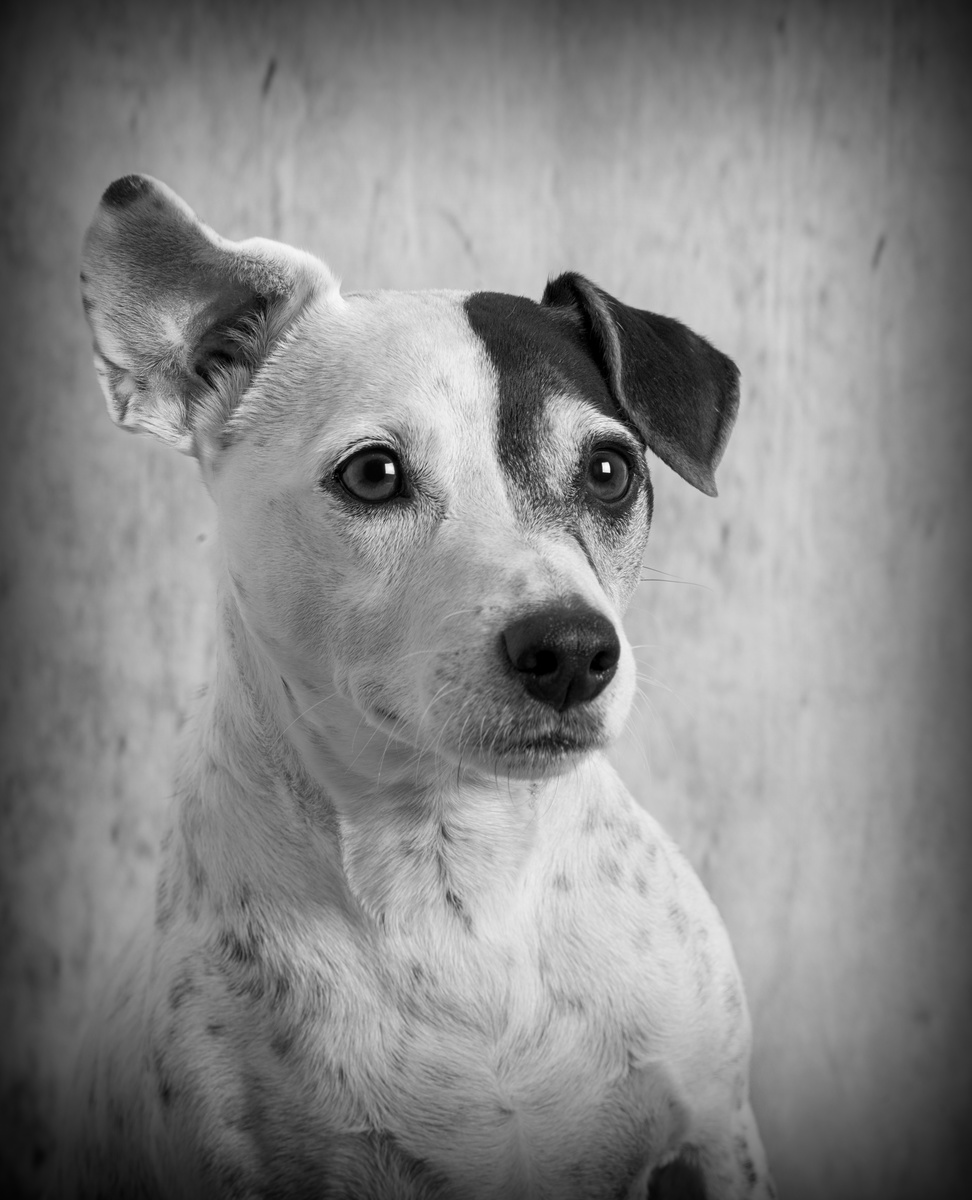 Ollie - Dogs