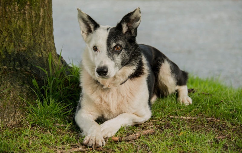 Gus - Pet Portraits (Outside)