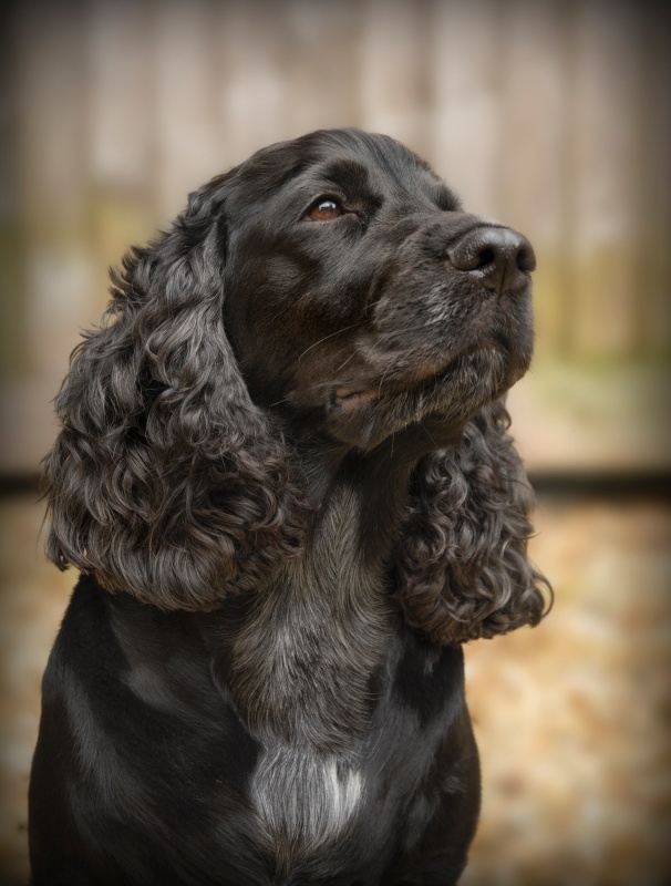 Lady - Pet Portraits (Outside)
