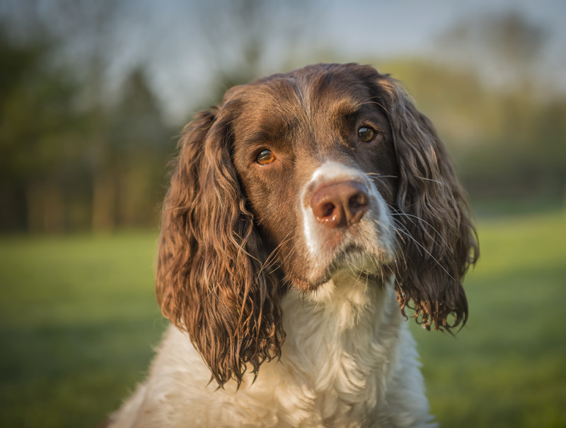 Mack - Pet Portraits (Outside)