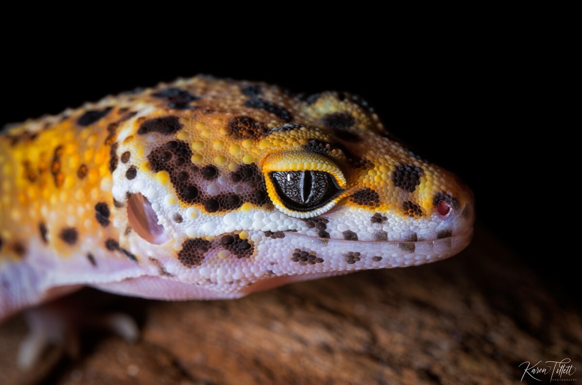  - Reptile Pets