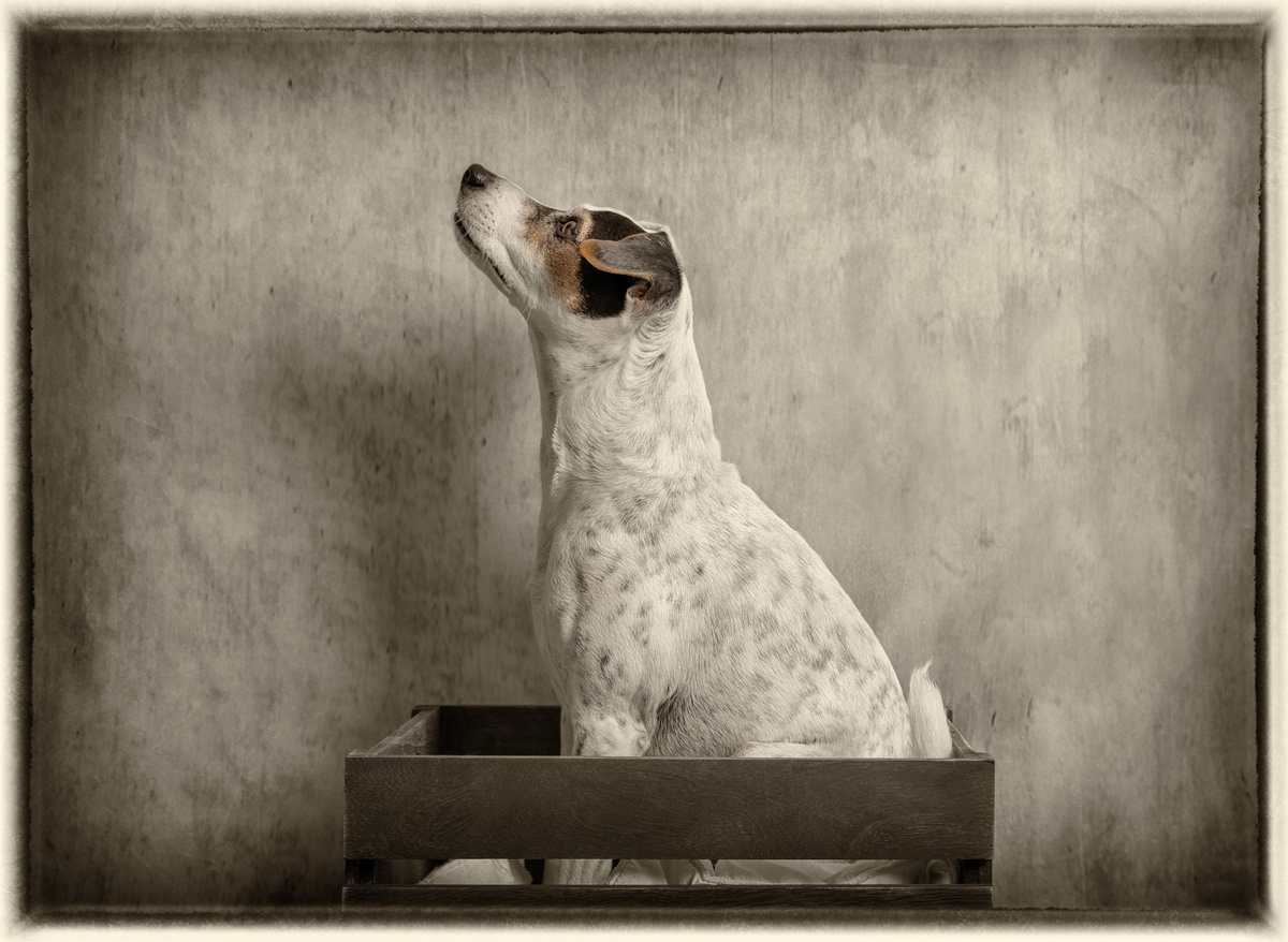 Jack in the Box - Dogs
