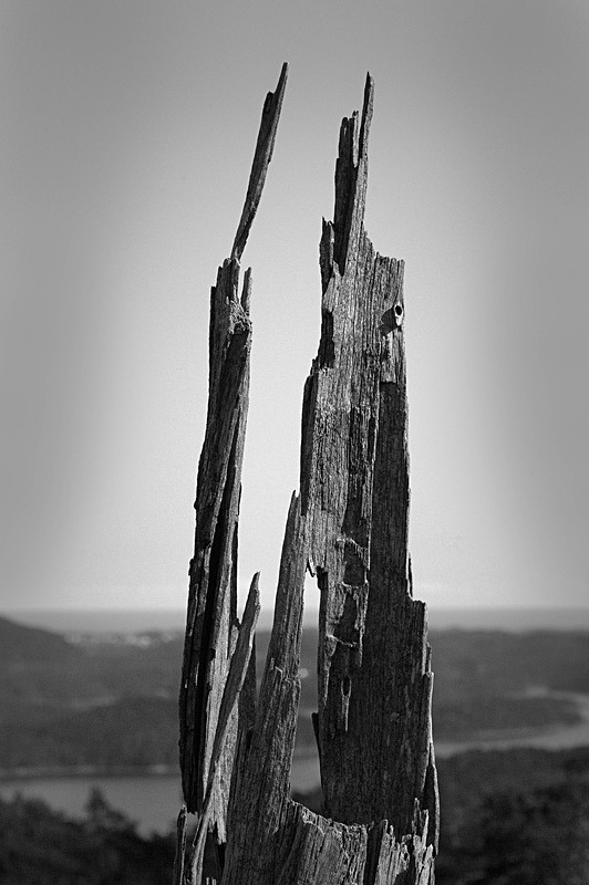  - Nature's antiquarian rarities