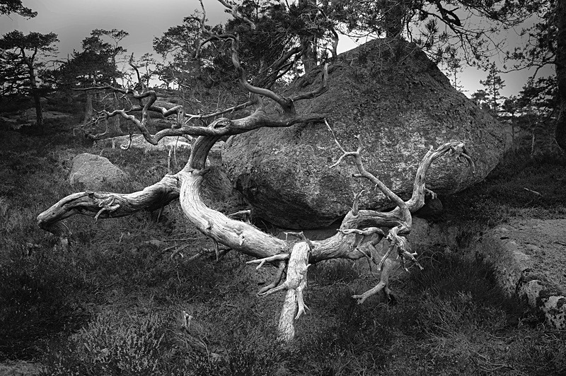  - Nature's antiquarian rarities