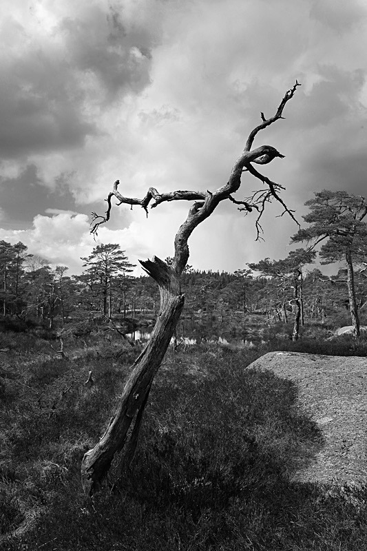  - Nature's antiquarian rarities
