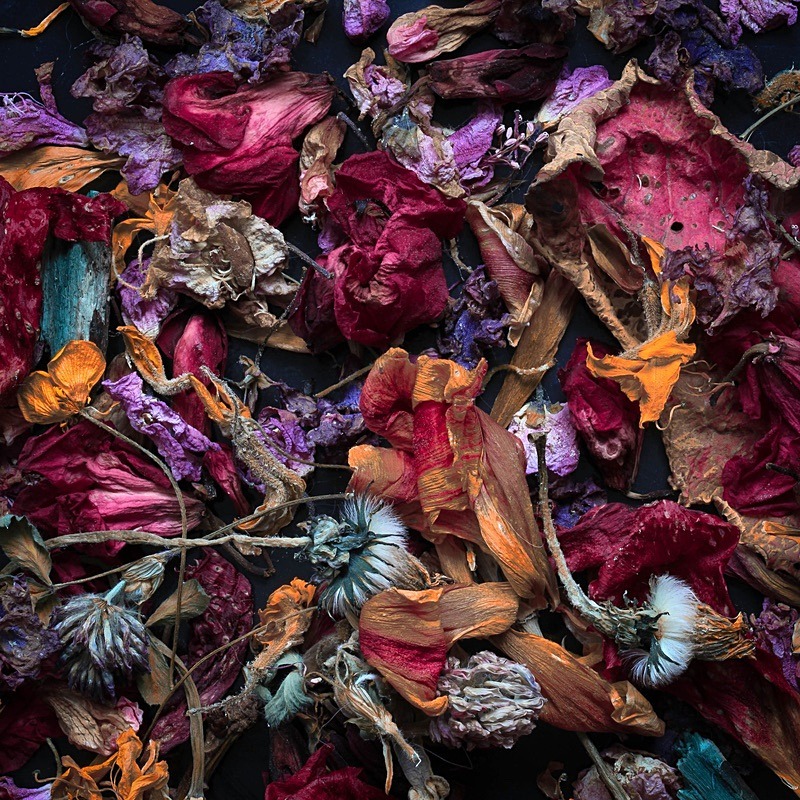  - Faded leaves