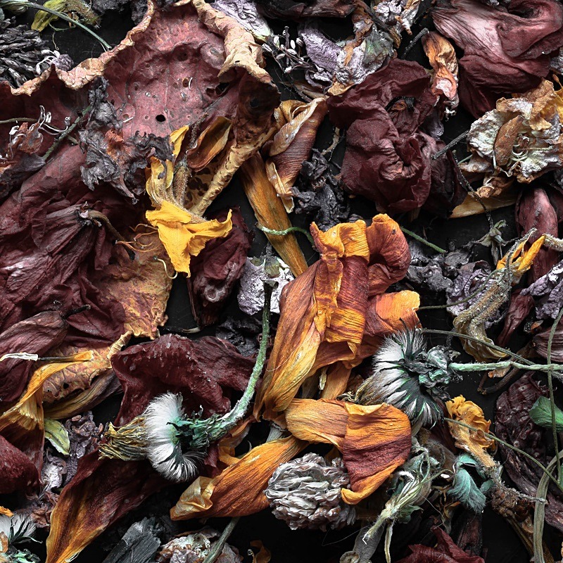  - Faded leaves